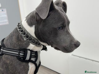 Mixed Breed dogs 24 week old staff x corso - Advert 1