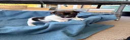 Jack Russell dogs for sale: Beautiful Jack Russell pups, petite, smooth coat.  - Advert 8
