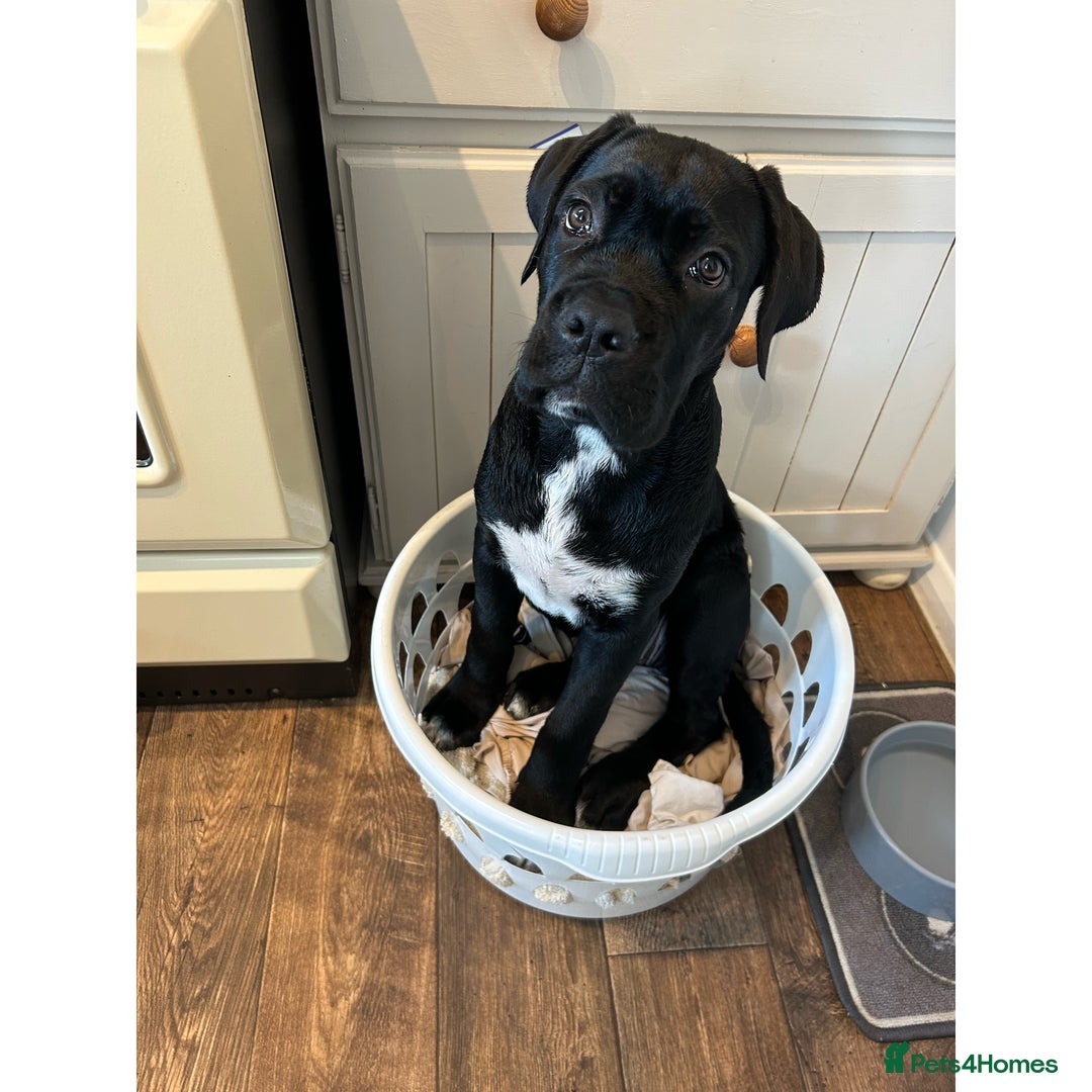 Cane Corso dogs for sale: Female 6 month old cane Corso  - Image 1