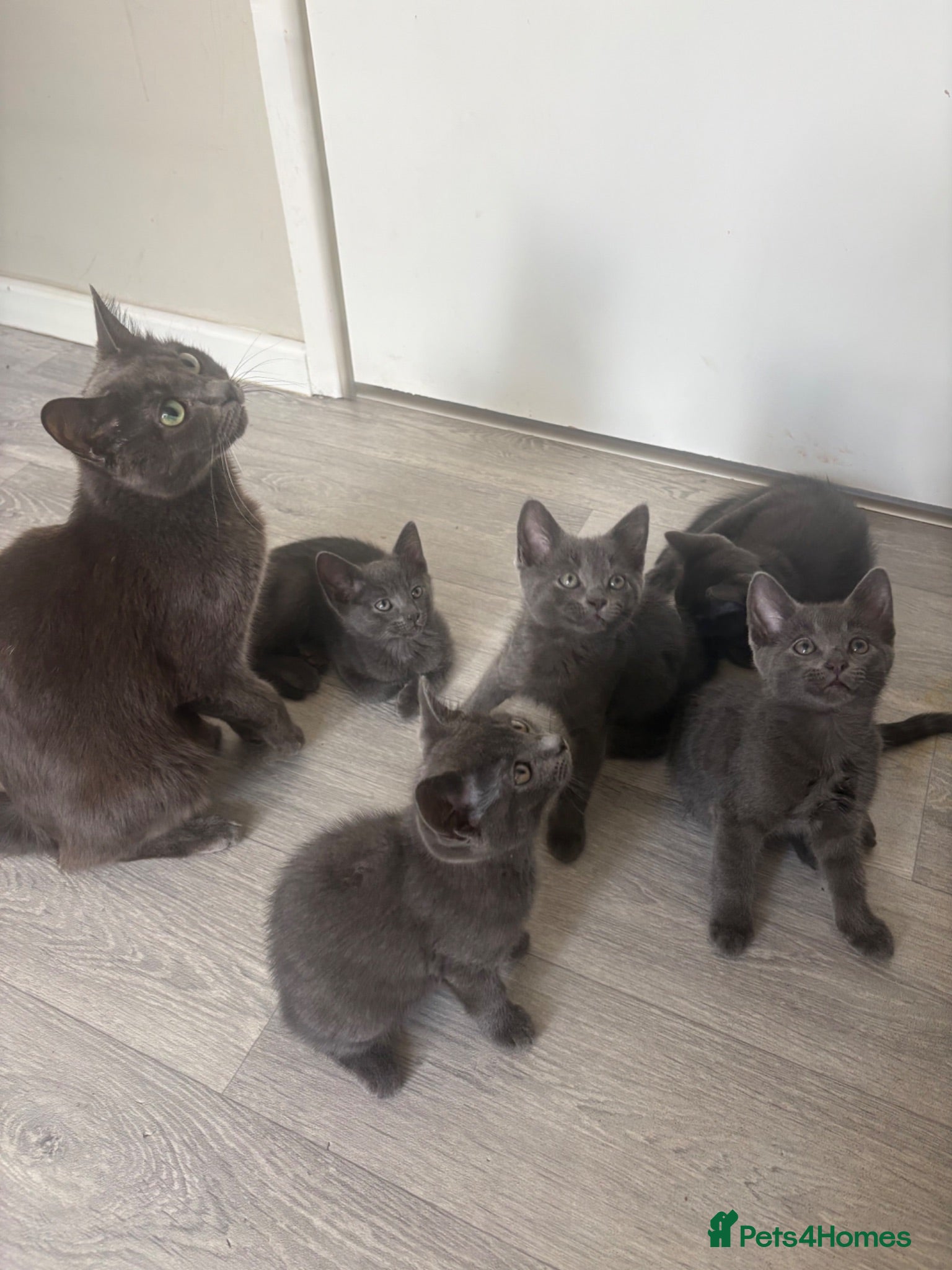 Mixed Breed cats Russian Blue/Raggamuffin kittens for sale  - Advert 1
