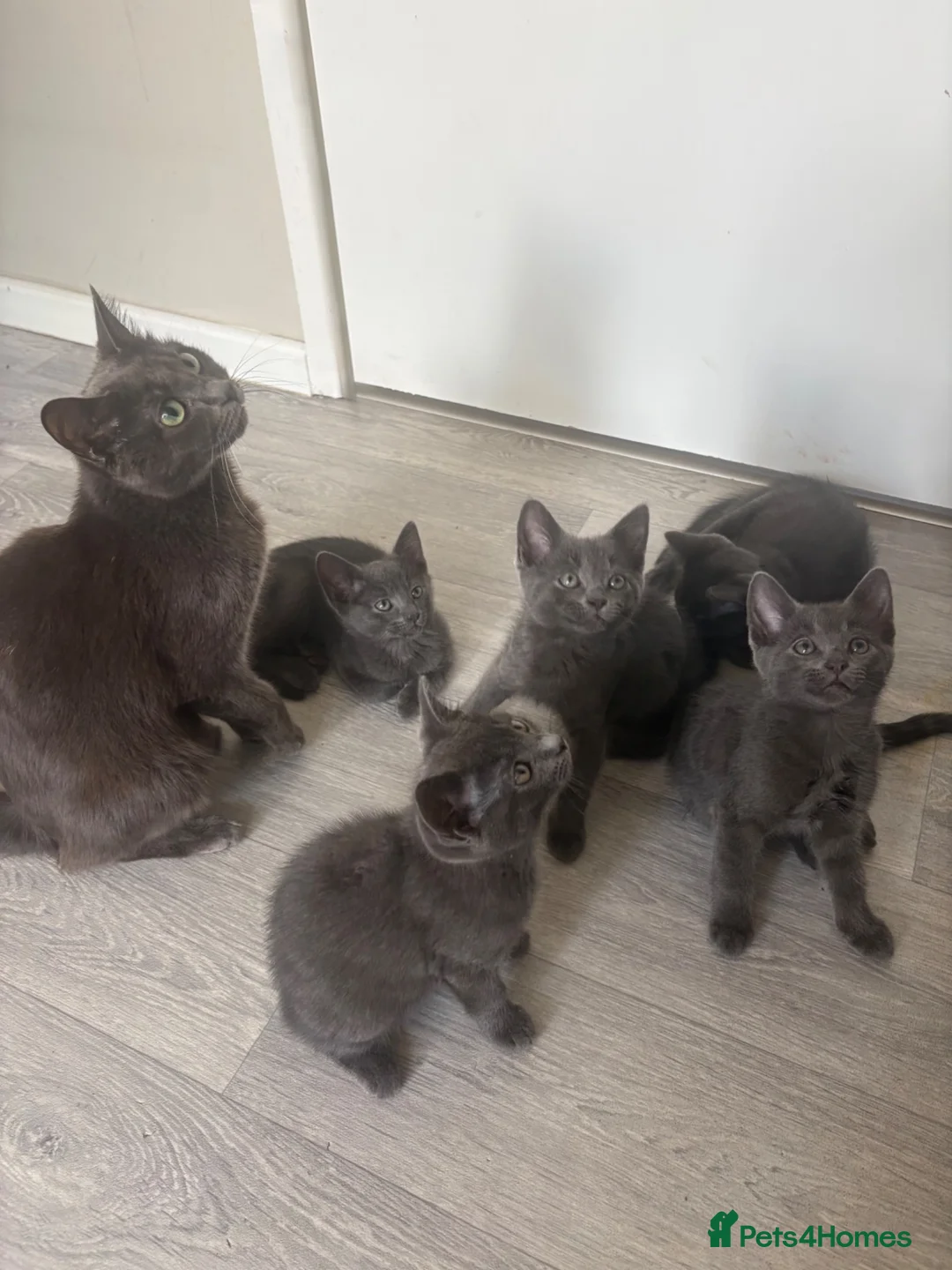 Mixed Breed cats for sale: Russian Blue/Raggamuffin kittens for sale  - Advert 1