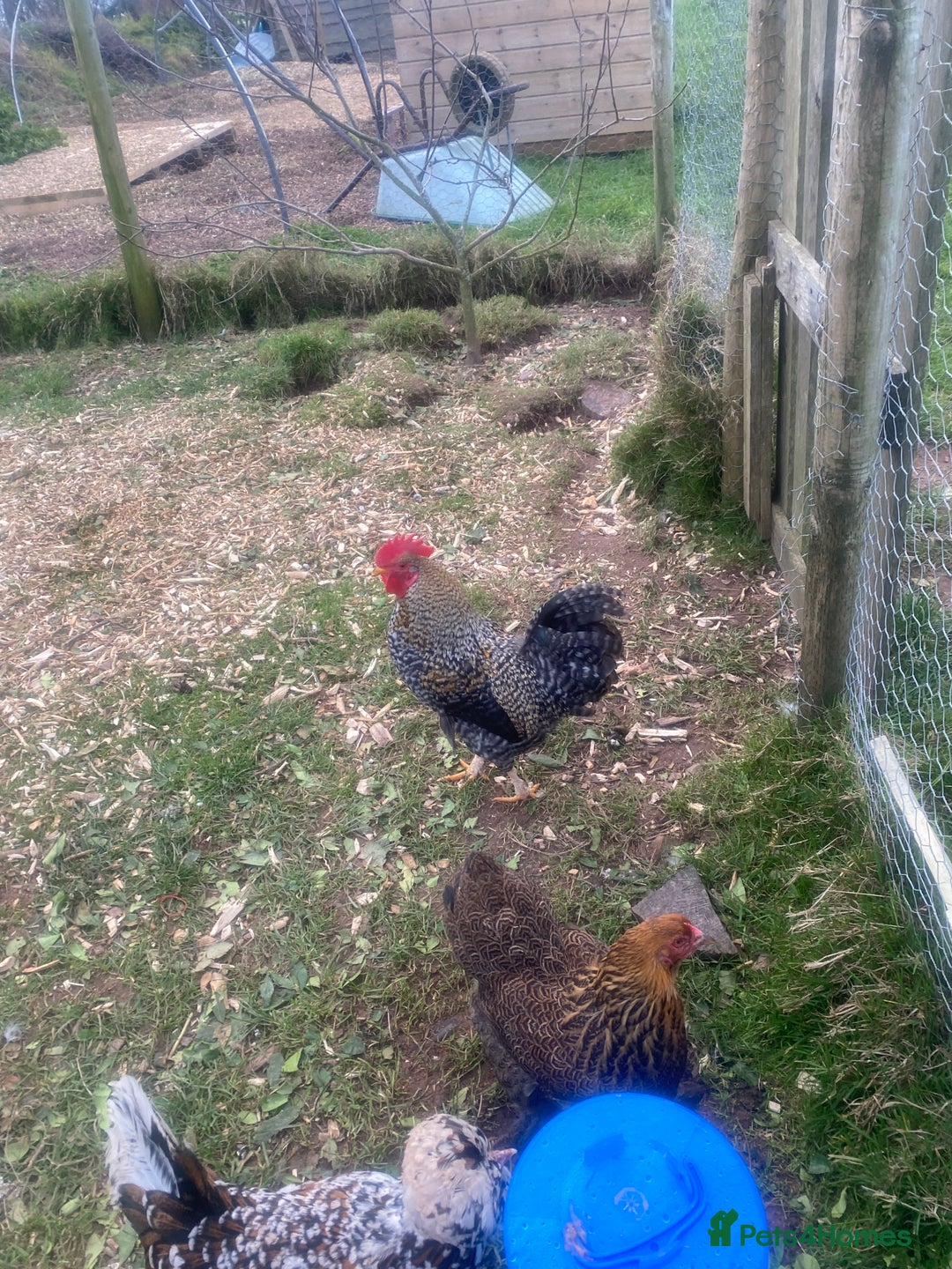 Chickens poultry for sale: FREE Cockerel - Nice Temperament  - Advert 1