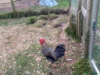 Chickens poultry FREE Cockerel - Nice Temperament - Advert 1