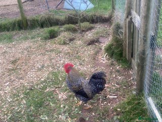 Chickens poultry FREE Cockerel - Nice Temperament - Advert 3
