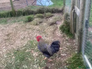 Chickens poultry FREE Cockerel - Nice Temperament - Advert 5