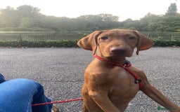 Hungarian Vizsla dogs for sale: Hungarian Vizsla - Image 4