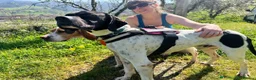 Pointer dogs for adoption: Duque in Worthing - Advert 5