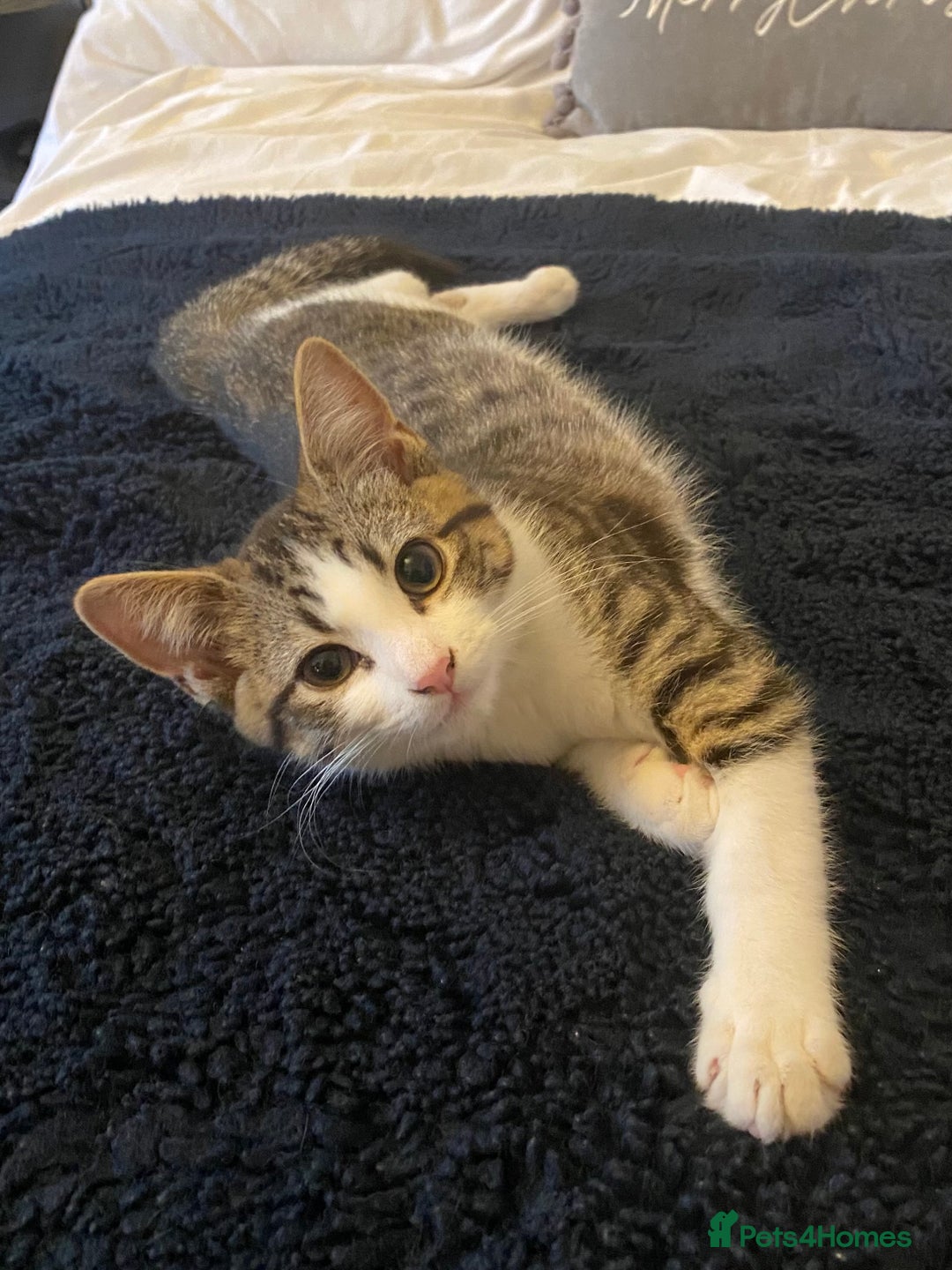 Mixed Breed cats for sale: SOLD  - Advert 2