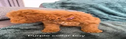 Mini Goldendoodle dogs for sale: Miniature Goldendoodle pups - Advert 15