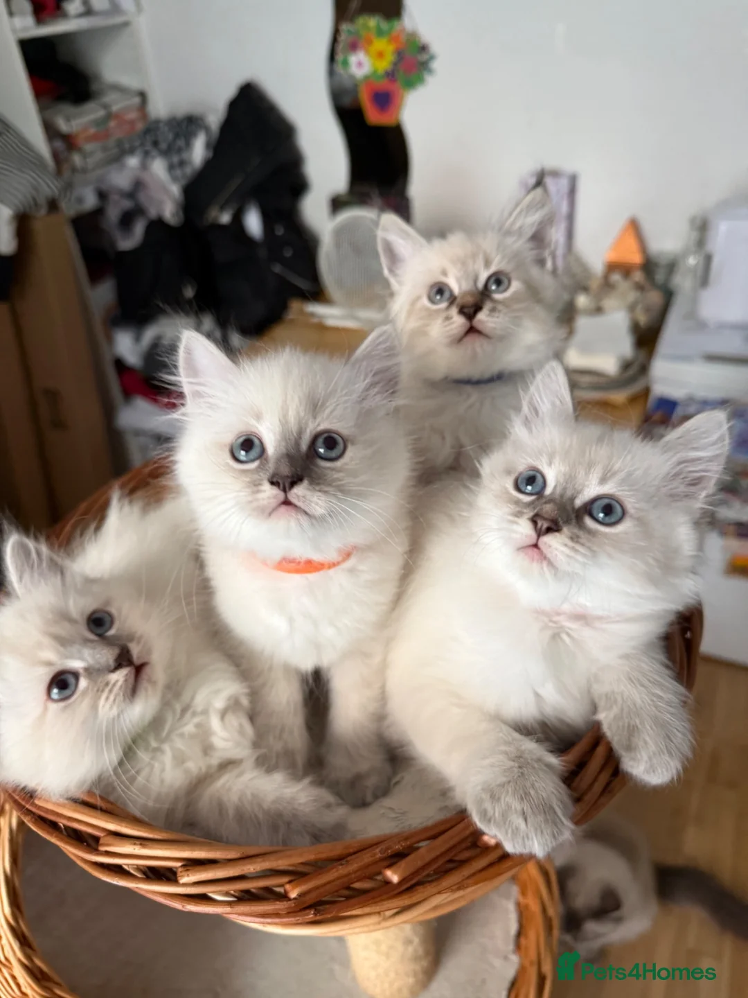 Siberian cats for sale: Hypoallergenic Siberian Neva Masquerade kittens - Advert 2