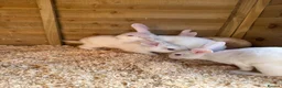 Mixed Breed rabbits for sale: Mixed breed rabbits - Advert 5