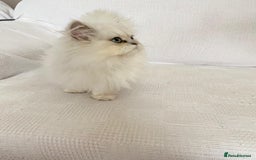 Persian cats for sale: Female persian chinchilla ready! - Image 6