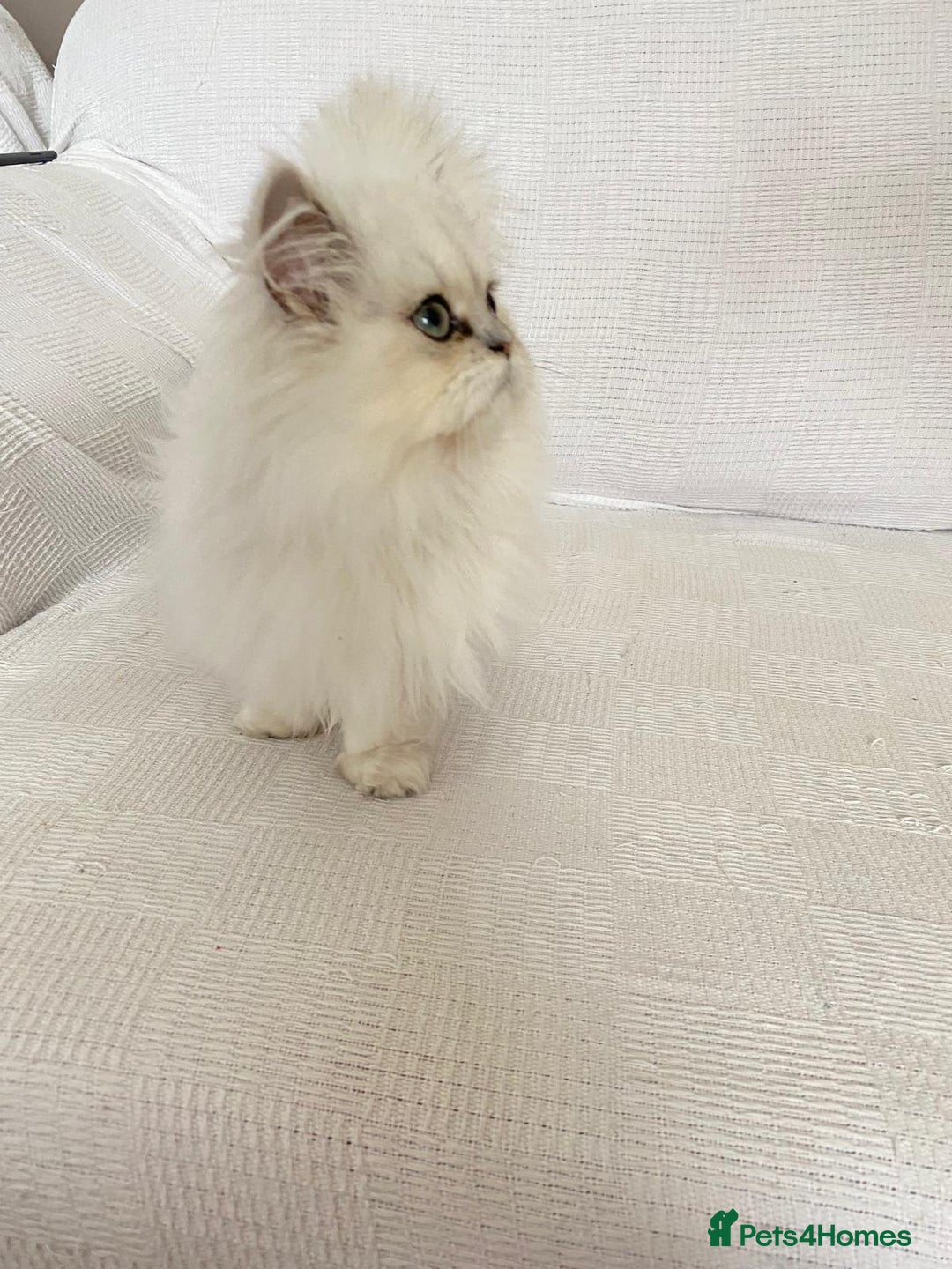 Persian cats for sale: Female persian chinchilla ready! - Image 6