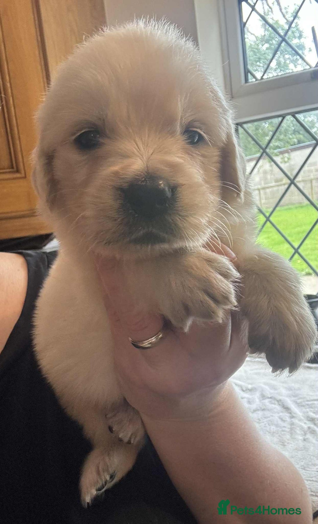 Golden Retriever dogs for sale: Stunning KC Golden Retriever puppies - Image 21