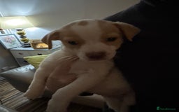 Mixed Breed dogs for sale: Jack Russell x pug puppies  - Image 1