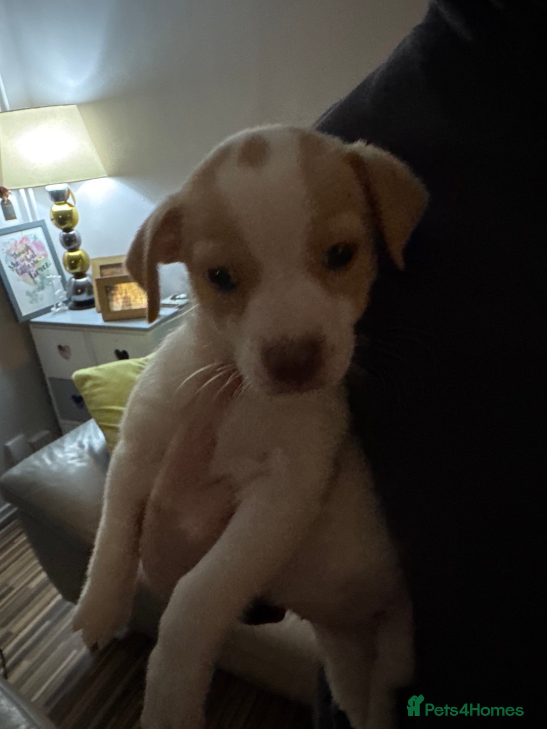 Mixed Breed dogs for sale: Jack Russell x pug puppies  - Image 1