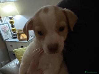 Mixed Breed dogs for sale - Advert 1