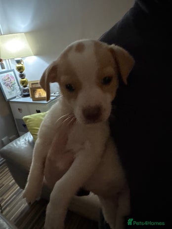 Mixed Breed dogs - Advert 2