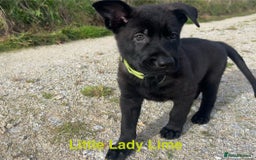 German Shepherd dogs for sale: Working Line German Shepherd Puppies - Cornwall - Image 12