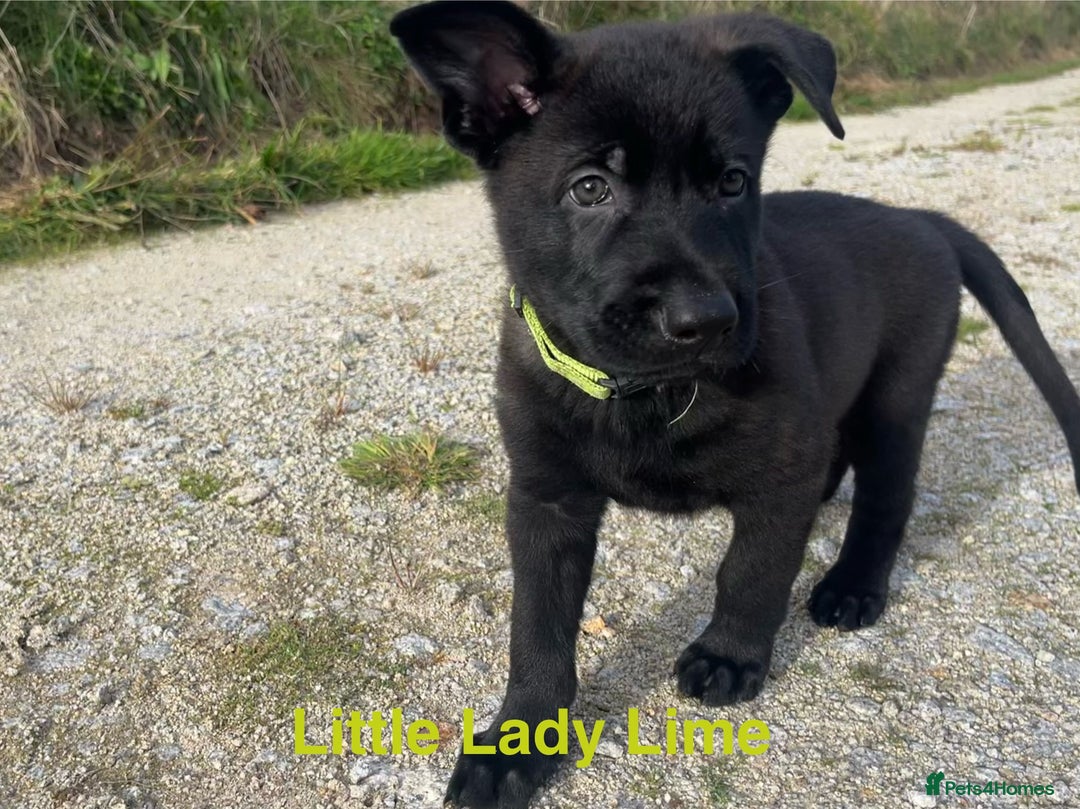 German Shepherd dogs for sale: Working Line German Shepherd Puppies - Cornwall - Image 12