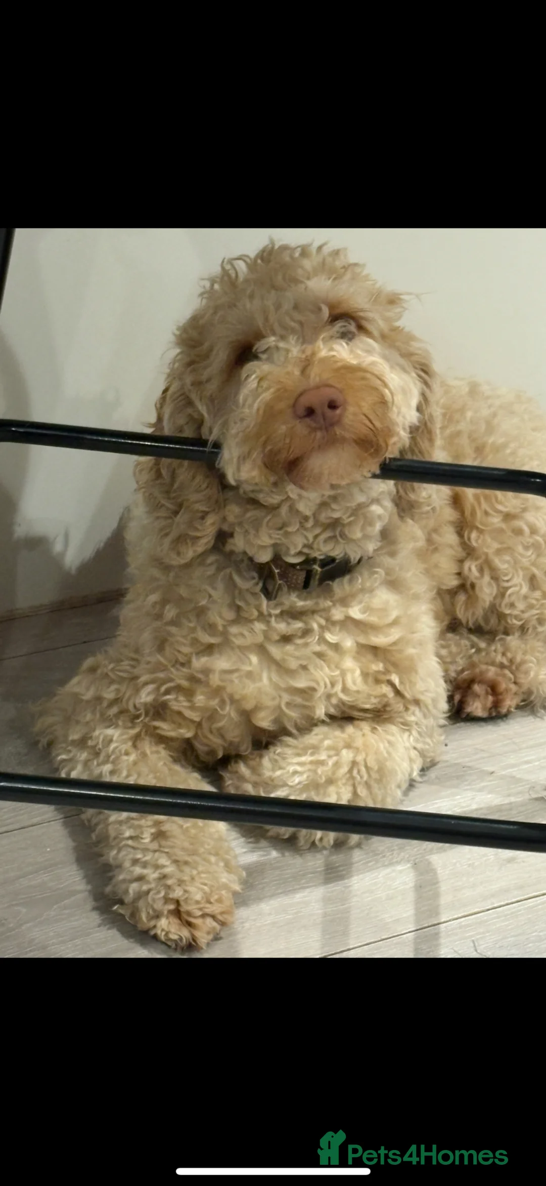 Cockapoo dogs for sale: Beautiful Cockapoo female - Advert 1