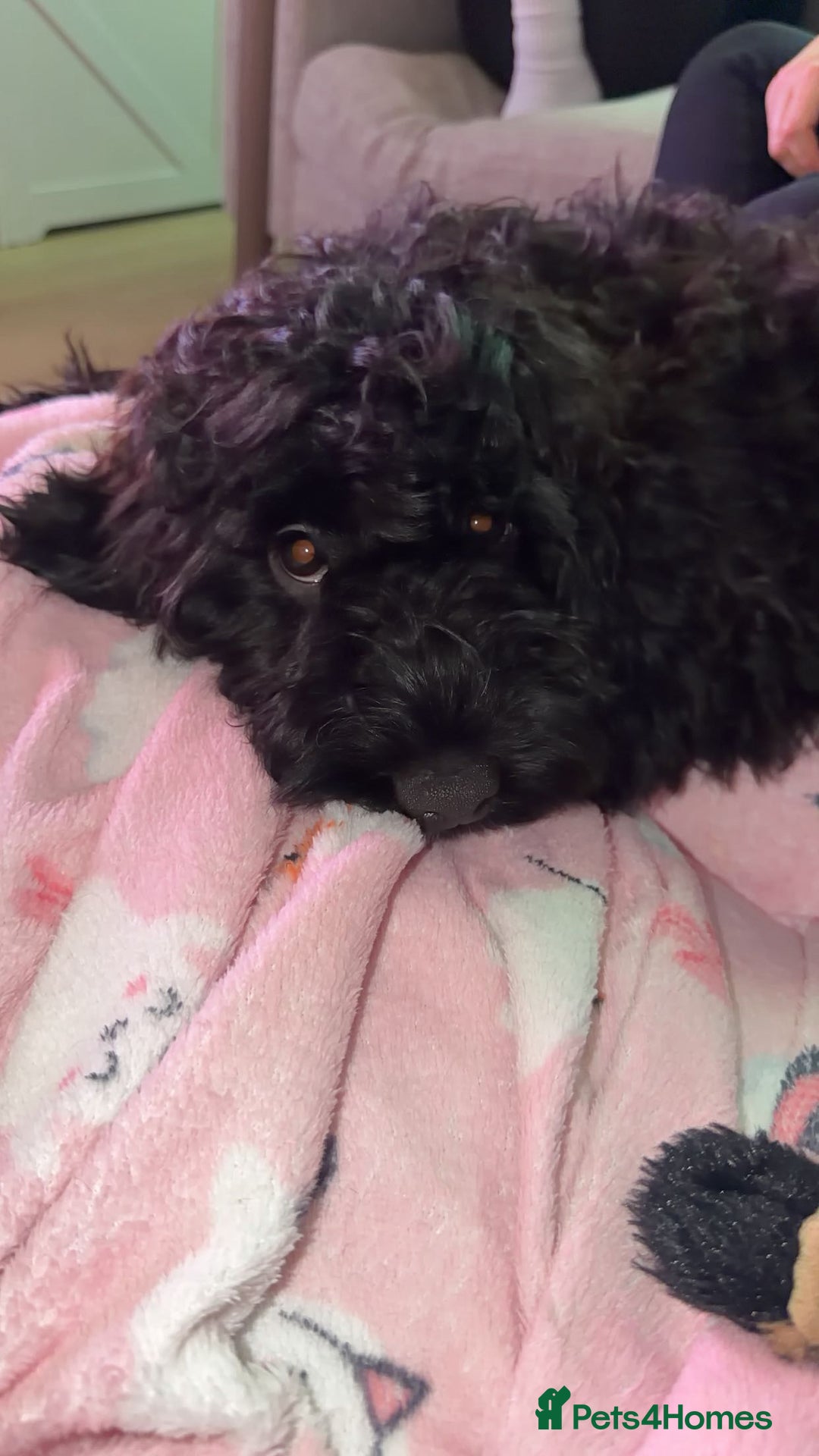 Cockapoo dogs for sale: Male F1B cockapoo - Advert 4