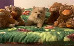 Chow Chow dogs for sale: 5 Chow Chow Puppies - Image 2
