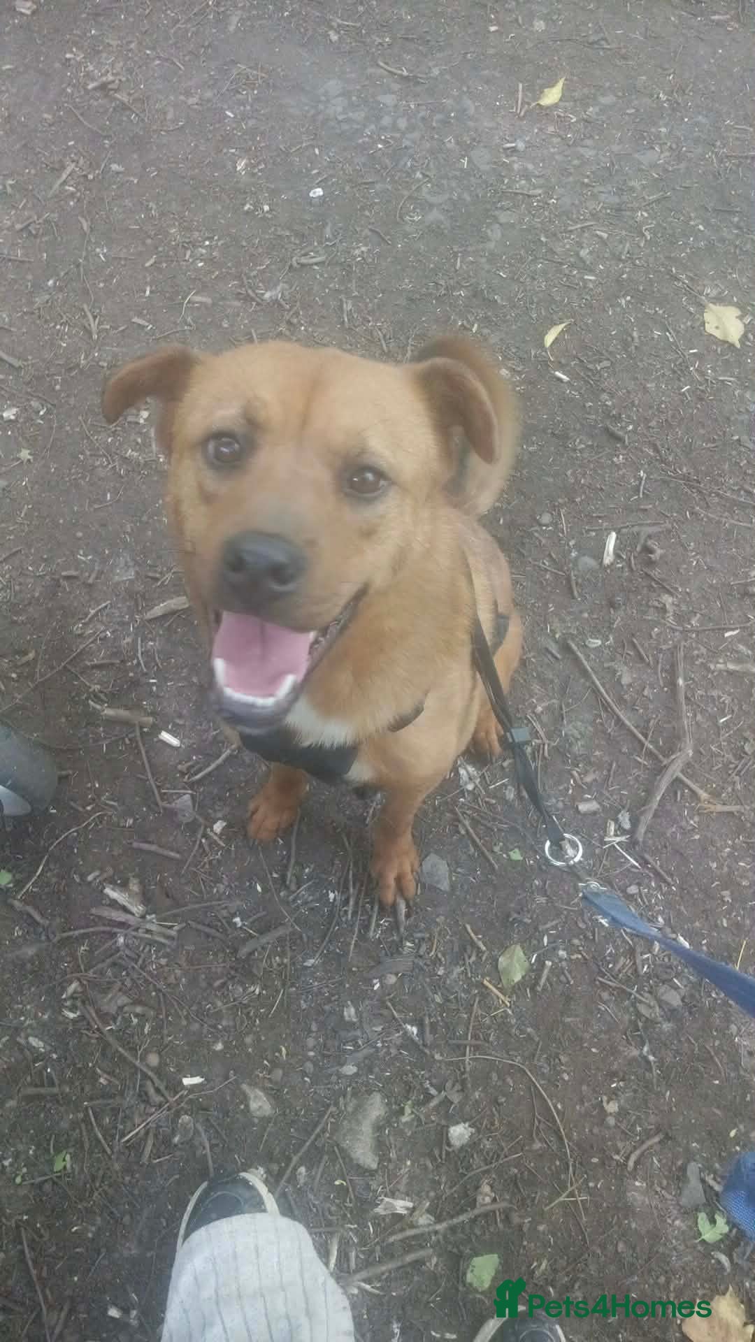 Mixed Breed dogs Male rottweiler x shar pei - Advert 3