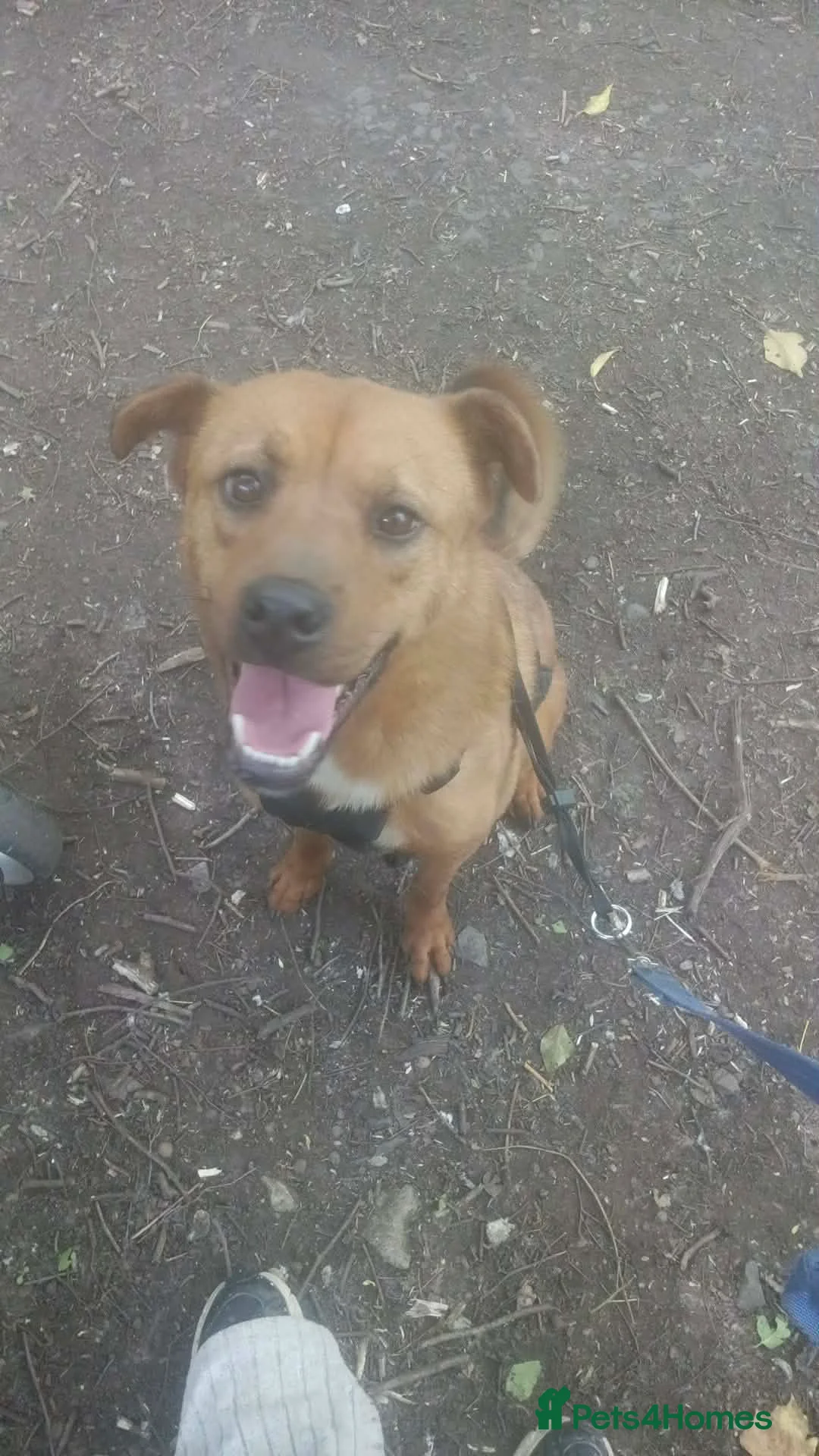 Mixed Breed dogs for sale: Male rottweiler x shar pei in Telford - Advert 1