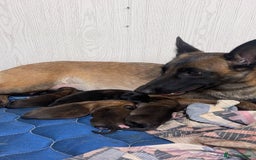 Belgian Shepherd Dog dogs for sale: Belgium bred by Louth k9 - Image 3