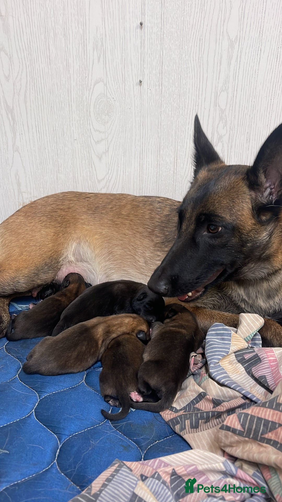 Belgian Shepherd Dog dogs for sale: Belgium bred by Louth k9 - Image 3