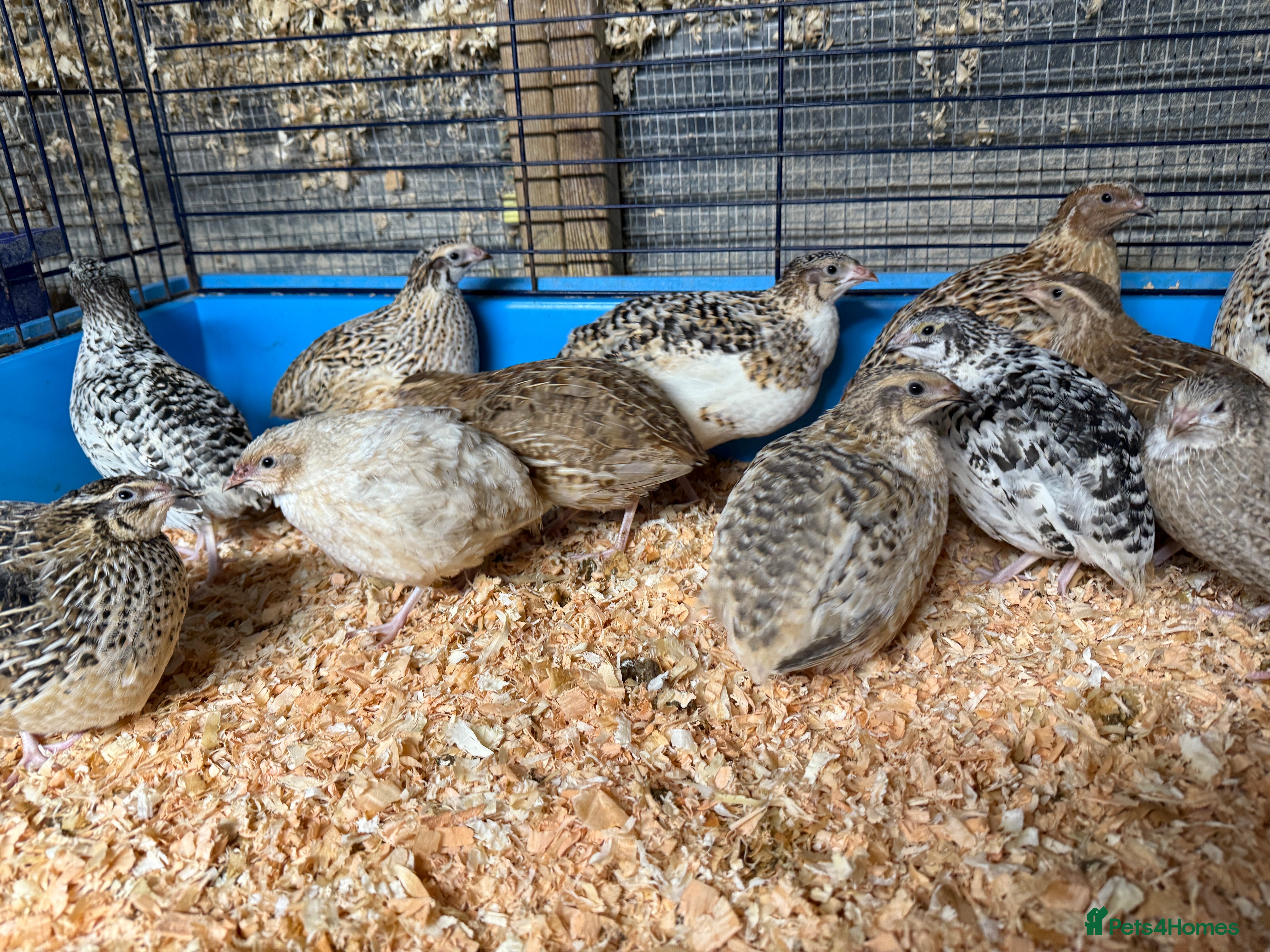 Quail poultry Point of Lay Coturnix quail - Advert 9