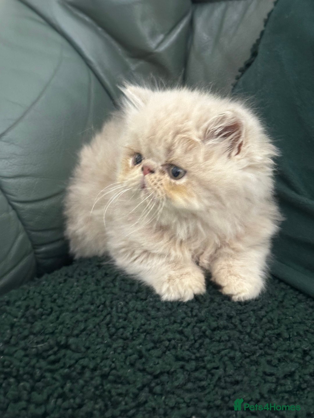 Persian cats for sale: Pedigree Persian Kittens ready to be rehomed - Image 4
