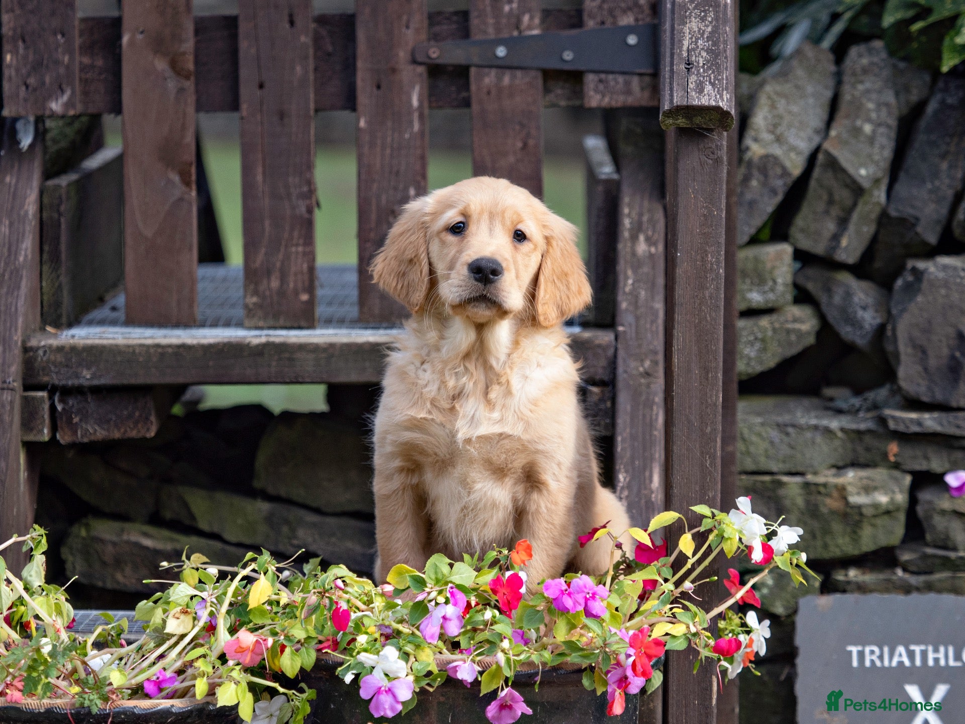 Golden Retriever dogs READY NOW Fox Red, KC, Health Tested Pups - Advert 2