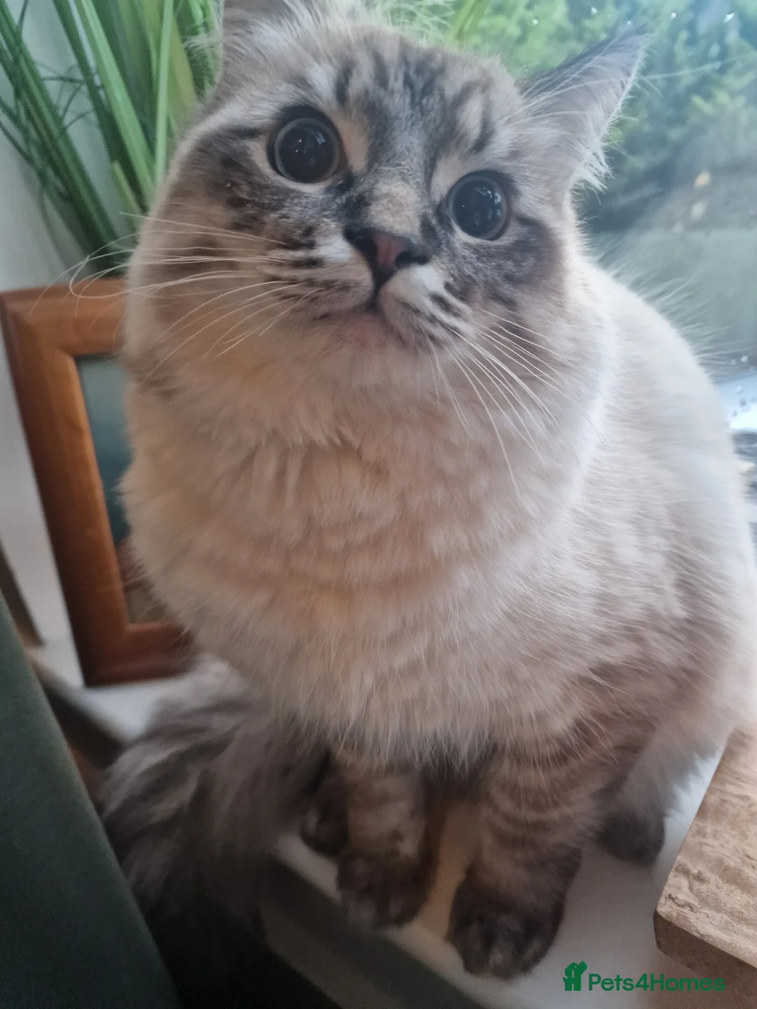 Ragdoll cats for sale: Ragdoll male in Warwick - Advert 1