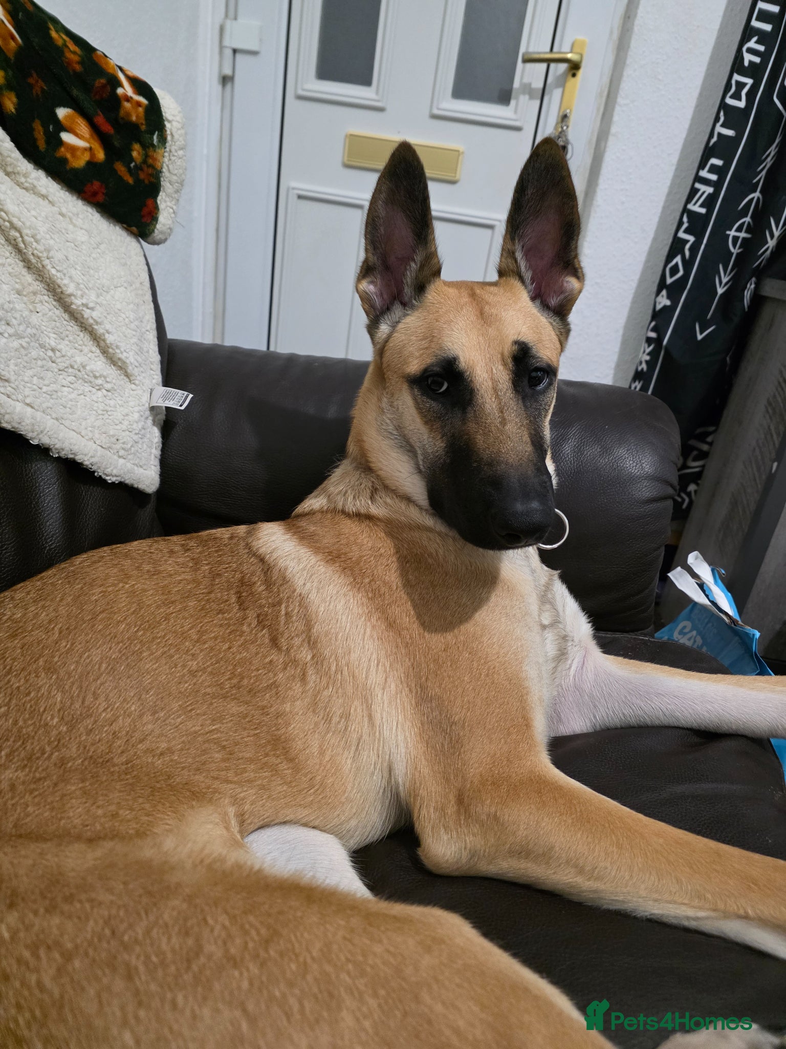 Belgian Shepherd Dog dogs 9 month old Belgian Malinois  - Advert 5