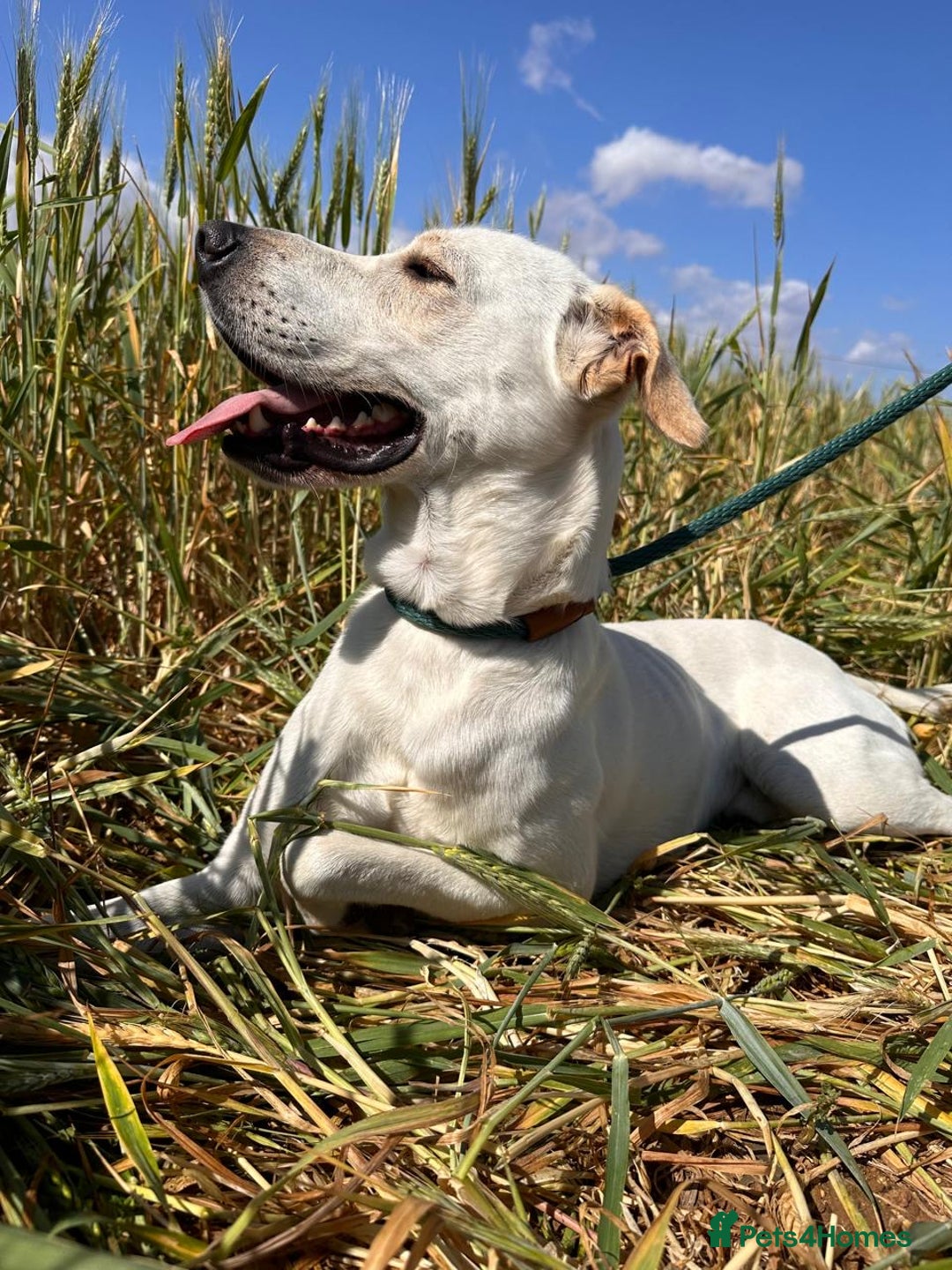Mixed Breed dogs for sale: Evan and Chance (please read) - Image 14