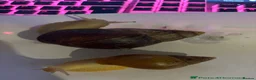 Snails invertebrates for sale: Giant African Snail Albino and normal - Advert 2