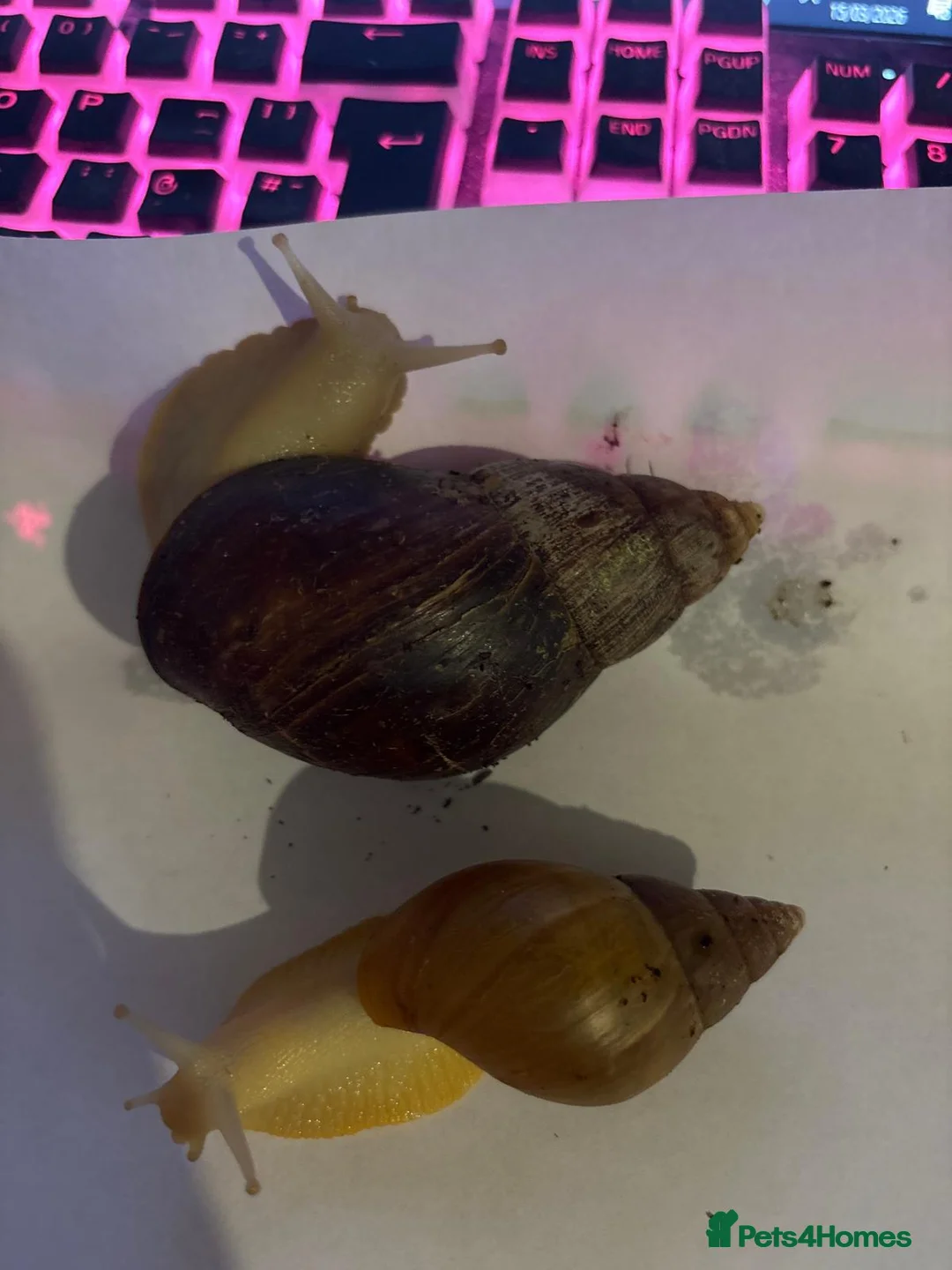 Snails invertebrates for sale: Giant African Snail Albino and normal - Advert 2