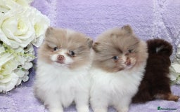 Pomeranian dogs for sale: PARTI MERLE QUALITY KC POMERANIANS - Image 3