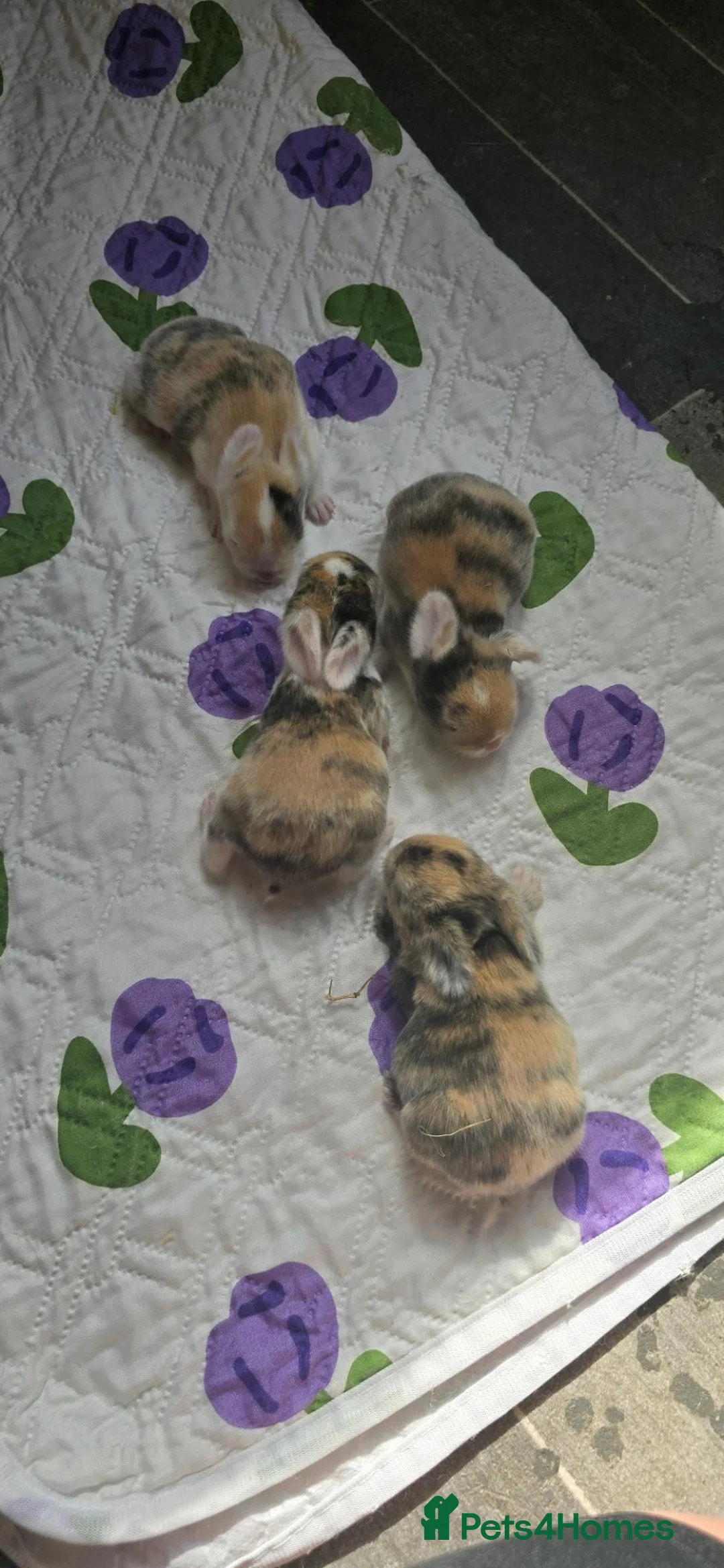 Mini Lop rabbits for sale: Baby rabbits - Advert 10