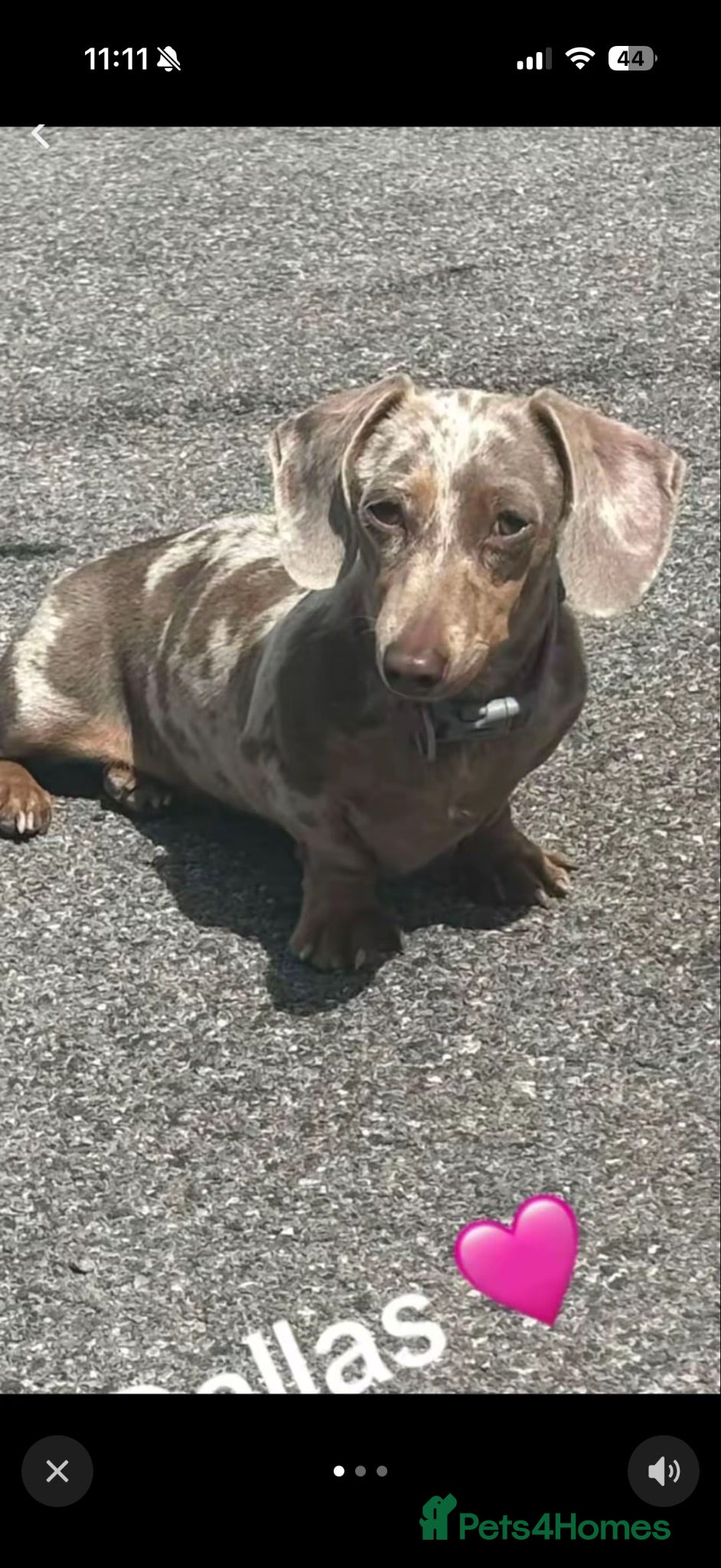 Miniature Dachshund dogs Miniature dachshund’s  - Advert 3