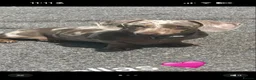 Miniature Dachshund dogs for sale: Miniature dachshund’s  - Advert 1