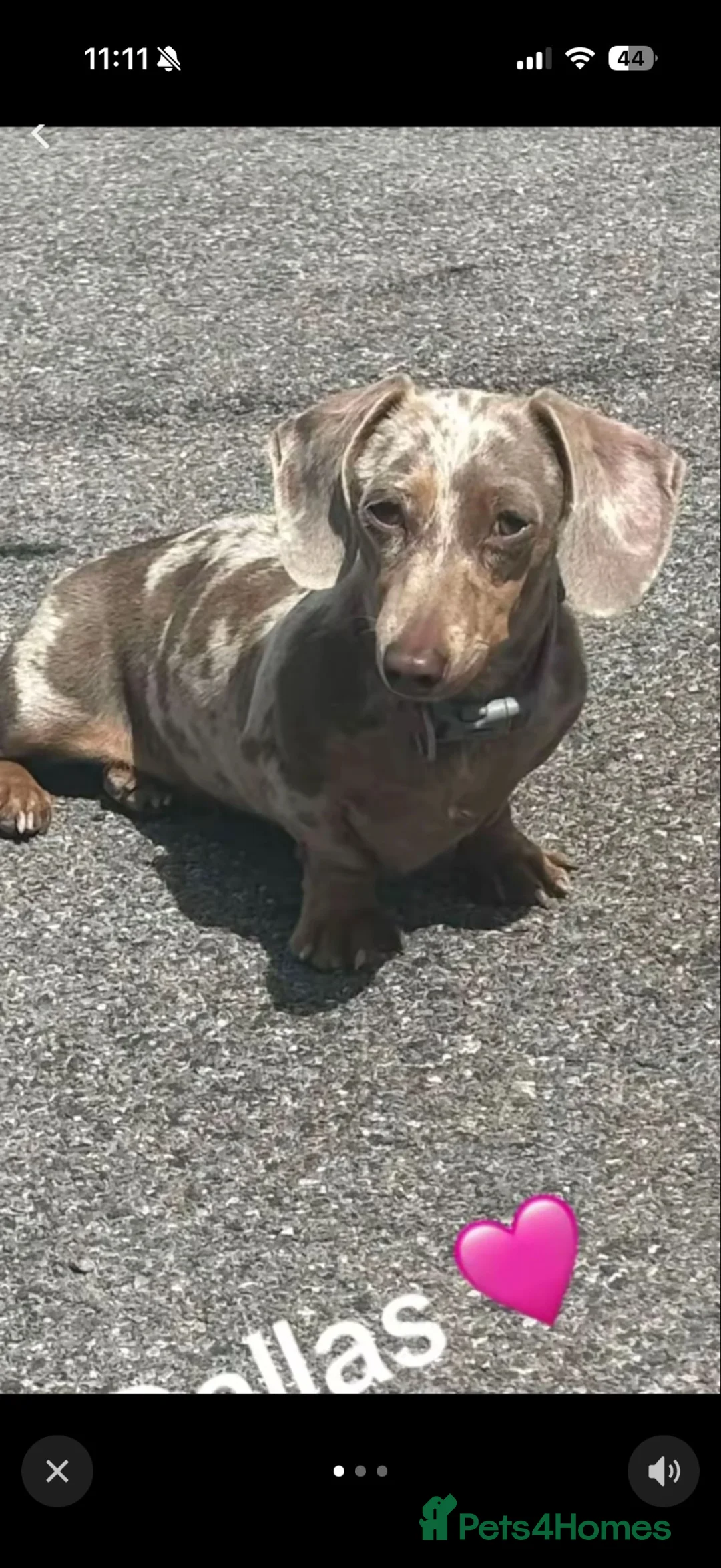 Miniature Dachshund dogs for sale: Miniature dachshund’s  - Advert 1