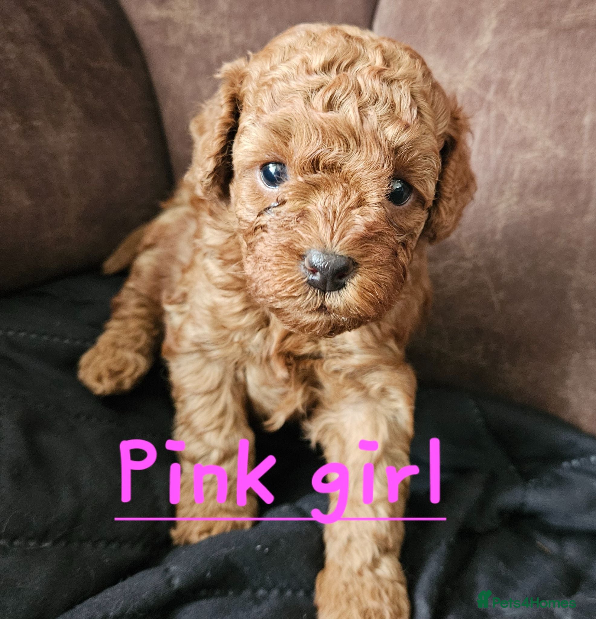 Cockapoo dogs 🐶 Lovable Teddy Bear red Toy Cockapoo Puppies 🐶  - Advert 2