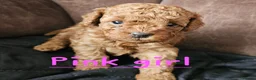 Cockapoo dogs for sale: 🐶 Lovable Teddy Bear red Toy Cockapoo Puppies 🐶  - Advert 2