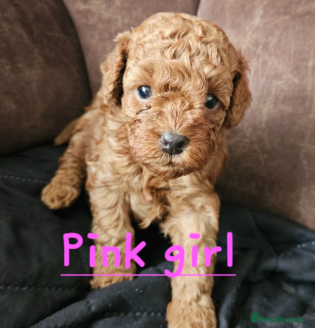 Cockapoo dogs for sale: 🐶 Lovable Teddy Bear red Toy Cockapoo Puppies 🐶  - Advert 2