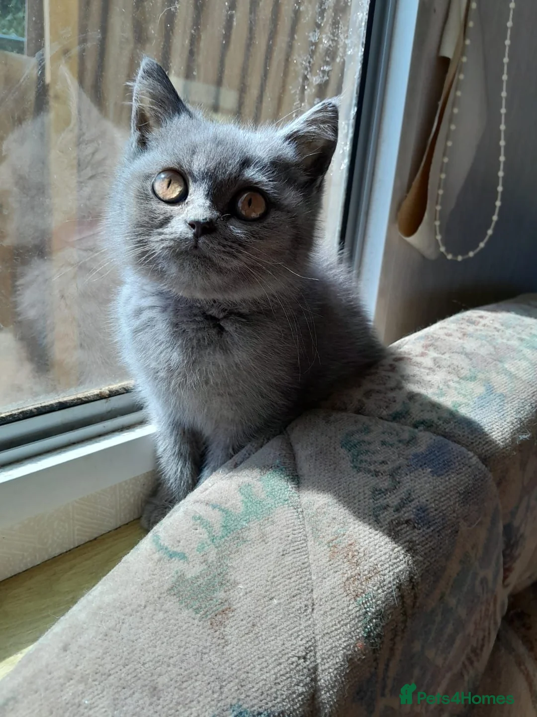 British Shorthair cats for sale: Stunning British Shorthair Kitty's - Advert 1