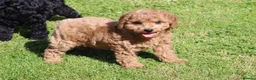 Cockapoo dogs for sale: Beautiful Cockapoo puppies for sale  in Llanelli - Advert 35