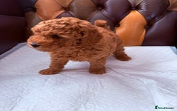 Toy Poodle dogs for sale: Four Beautiful Little Boys “Real Charmer’s “ - Image 16